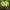 Гортензия метельчатая  Panorama