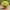 Хризантема мультифлора Branfountain Lemon