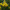 Нарцисс цикламеновидный Gold Cycla