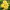 Нарцисс многоцветковый махровый Yellow Cheerfulness