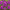 Гиацинт Purple Sensation
