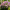 Бузок Мейєра Flowerfesta Pink