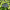 Гортензия крупнолистная Magical Lacecap Edgy Green Blue
