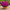 Хризантема мультифлора Branroyal Pink