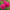 Пион Patio Peony London