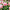 Тюльпан Грейга Serano