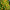 Калина Желтая