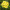 Хризантема гілкова Commander Yellow