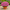 Хризантема мультифлора Ditto Dark Pink
