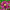 Морозник восточный Red Fuchsia