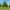 Клен полевой