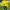 Хризантема веточная Altaj Yellow