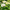Гортензия древовидная BALful "FlowerWOW"