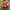 Пион Patio Peony Kiev