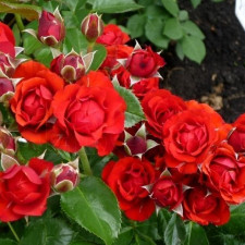 Роза миниатюрная Бейби баккара