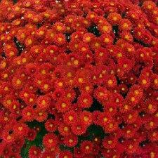 Хризантема мультифлора Пышка ранняя