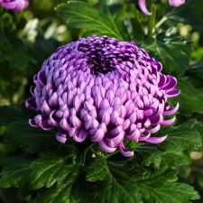 Хризантема крупноквіткова Malabar Violet