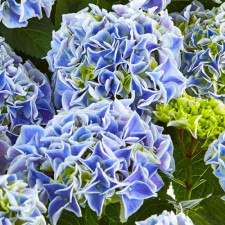  Гортензія широколиста Саксон Кенді Харт Блю, Saxon Candy Heart Blue