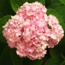 Гортензия крупнолистная Силки Пинк, Silky Pink