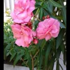 {"ru":"Олеандр Double Pink","ua":"Олеандр Double Pink"}
