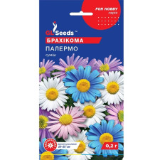 Брахикома Палермо семена