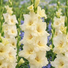 Гладіолус Ivory Priscilla