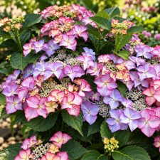 Гортензия крупнолистная Tiffany Purple