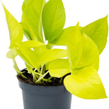 Епіпремнум Голд (Golden Pothos)