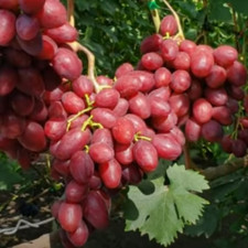 Виноград столовый Кузьмич