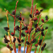 Ива тонкоствольная Меланостахис, Melanostachys