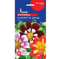 Георгина Коларетта Денди семена