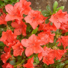 Азалия японская Гейша Оранж, Geisha Orange