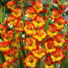 Гладиолус низкорослый Las Vegas