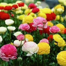 Лютик садовый Mix 5шт.