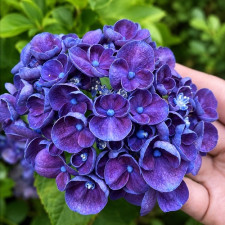 Гортензия крупнолистная RoCo "Rosie"