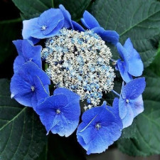 Гортензия пильчатая Блю Бёрд, Bluebird