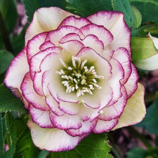 Морозник восточный Double White Purple Edge