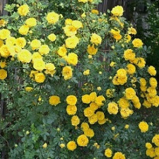Роза плетистая Персиан Елоу
