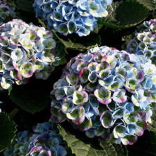 Гортензія широколиста Magical "Revolution Blue"