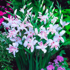 Гладиолус низкорослый Nymph