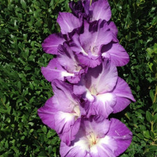 Гладіолус Магдалена