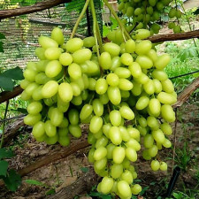 Виноград кишмиш Соломия