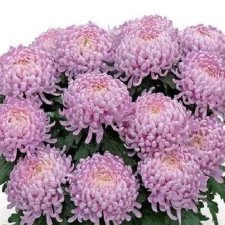 Хризантема горшечная крупноцветная Кучин