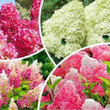 Гортензия метельчатая Микс 3 шт