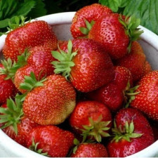 Полуниця середня Гігантелла Максі