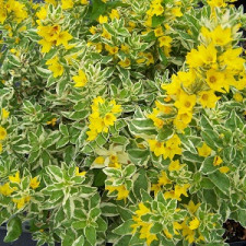Вербейник точечный Александр\Lysimachia punctata Alexander