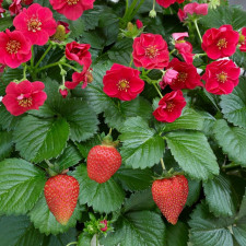 Клубника ампельная Summer Breeze F1 Red (Саммер Бриз Ред)