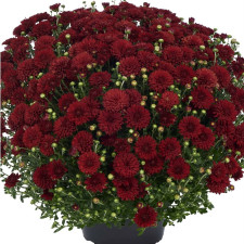 Хризантема мультифлора Sicardo Red (15)