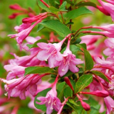 Вейгела цветущая Букет Роуз, Bouquet Rose
