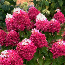 Гортензия метельчатая Ливинг Стравбери Блоссом, Living Strawberry Blossom